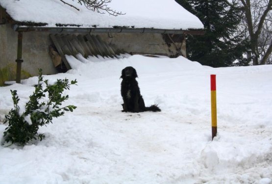 Psička Medika neutrudno čakala na svojega skrbnika
