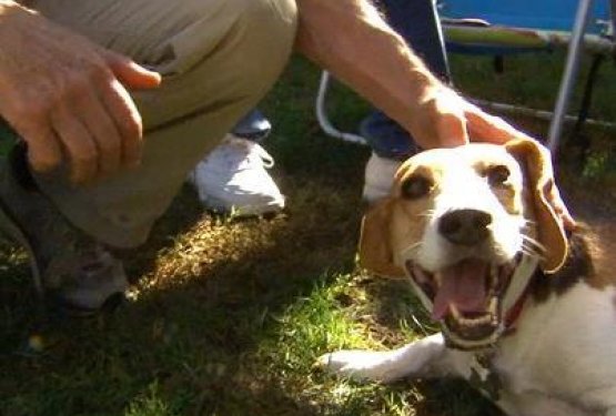 Ganljivo: Veselo srečanje biv&scaron;ih laboratorijskih psov