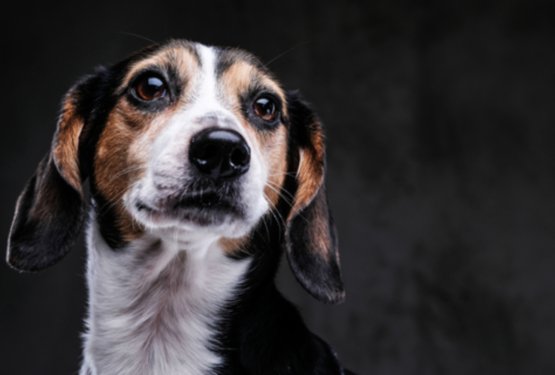 Ko laboratorijska vrata končno popustijo: pomemben premik za beagle in druge pse