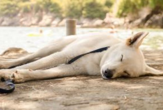 DOG WELCOME: PROMAJNA in HVAR, Hrva&scaron;ka
