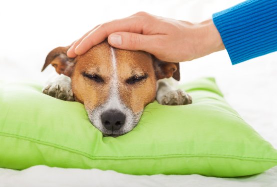 Ko vedenje psa razkriva več, kot si mislite