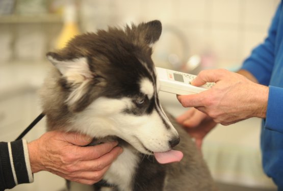 Mikročip ima, a lastnika ne najdejo? Zakaj mikročipiranje samo po sebi ni dovolj