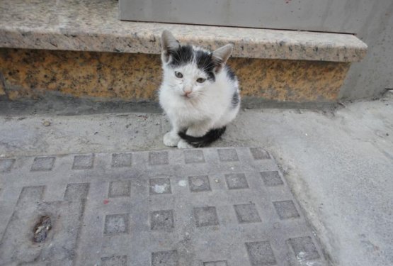 ODNOS DO ŽIVALI PO SVETU: V Združeni arabski emiratih veliko zapu&scaron;čenih mačk 