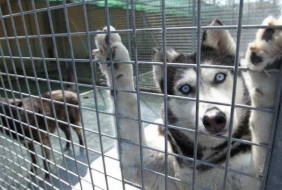 Do preklica ustavljeno posvajanje živali v treh zavetiščih