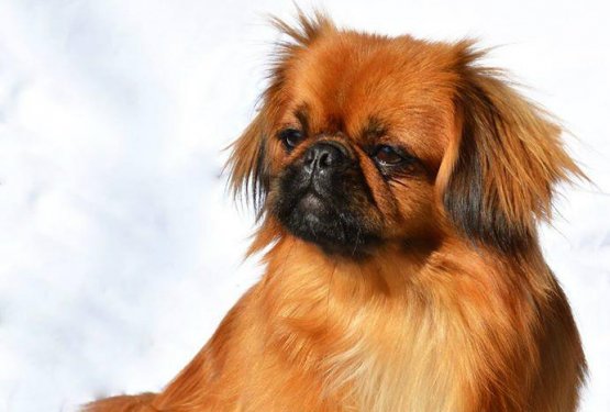 Pomoč za opercijo psičke Lorry