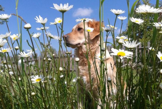 Pismo in slika za lep&scaron;i in čarobnej&scaron;i mesec maj