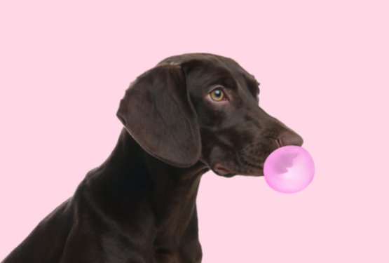 Žvečilni gumi in psi: skrita nevarnost, ki lahko ogrozi življenje