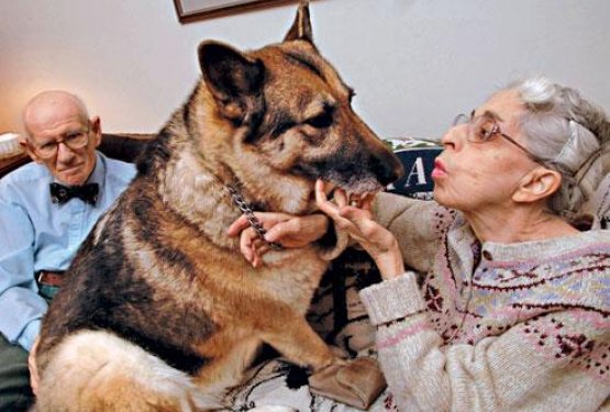 25 največjih pasjih junakov