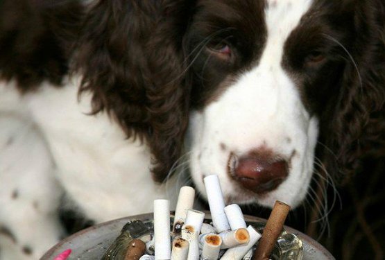 Dan brez cigarete: Tako dim vpliva na vaše živali!