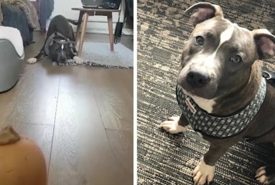 VIDEO: Mali pit bull se na smrt boji buče!