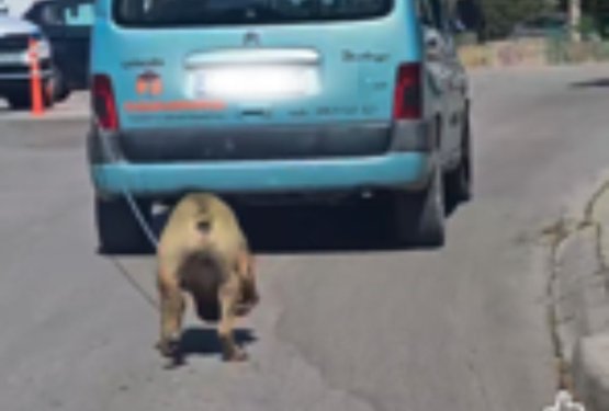 Grozljiv prizor pretresel ljubitelje živali: psa vlekel za avtomobilom po ulici