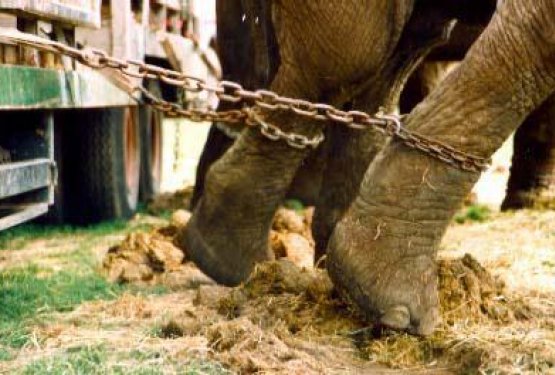 Slovenija: azil za "živalske" cirkuse?