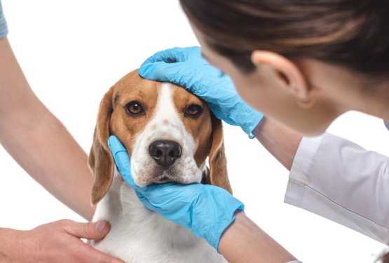 Veterinarska dežurstva: so jih res ukinili? Kaj se je v resnici spremenilo