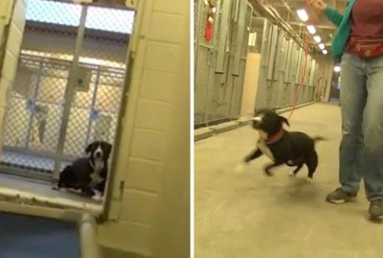 VIDEO: Reakcija psa takoj po posvojitvi