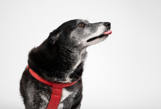 Mila je v zaveti&scaron;če pri&scaron;la januarja 2016. Leto&scaron;njo zimo si želi preživeti v toplem domu.