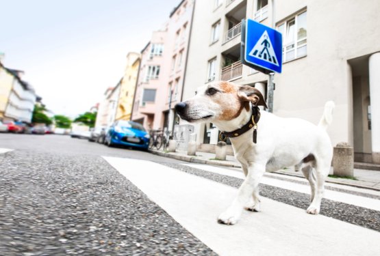 Obljubili so, da bodo psa odpeljali k veterinarju. Potem so izginili