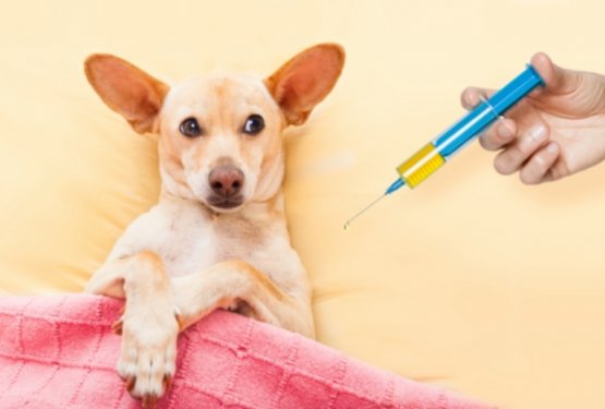 Psa bo potrebno cepiti v 1 mesecu po datumu razglasitve konca epidemije