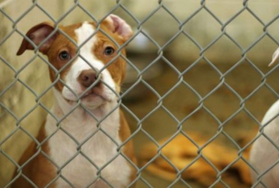 Ali se v teh dneh pojavlja kaj več zapuščenih živali?