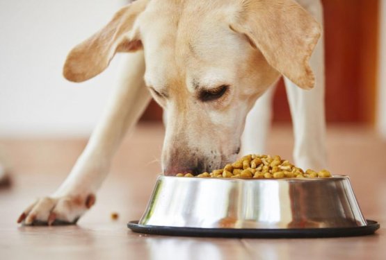 Od danes zaprte trgovine s hrano za živali, a brez panike!