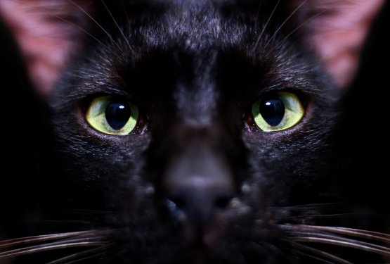 Prihaja noč črnih mačk! V nedeljo vas čaka pester program!