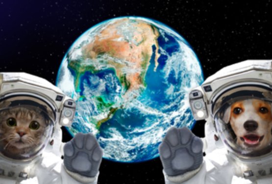 Lajka – psička, ki je umrla za človekovo radovednost