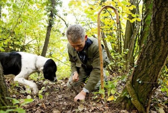 Psi tartufarji: žrtve 'požre&scaron;nih' ljudi?