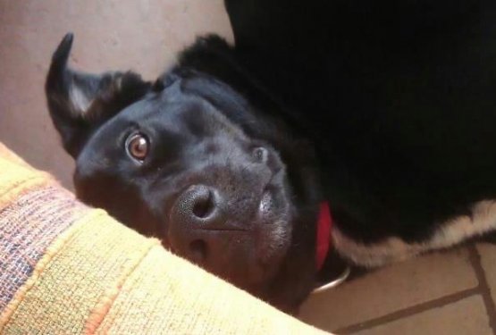 Zaradi zastrupitev spet poginila dva psa