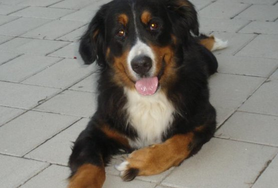 V spomin: Da&scaron;a