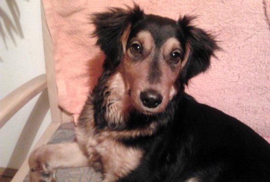 POSVOJENA SREČA: LIJA