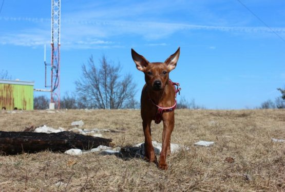 POHODNI&Scaron;TVO &ndash; KOKO&Scaron;