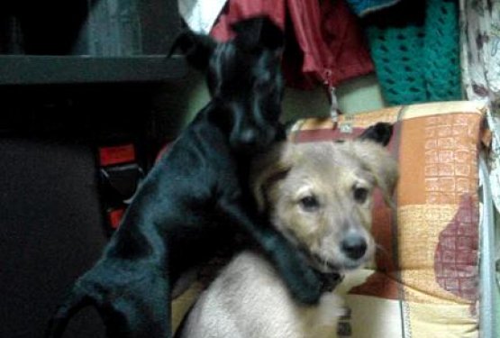 VIDEO: 'Rom Pom Pom' v Obalnem zaveti&scaron;ču