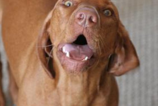 DOG WELCOME: UGLJAN, Hrva&scaron;ka