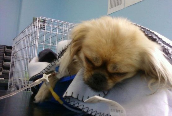 Tragična nedelja za Gajo