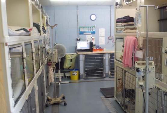 Veterinarske storitve v Angliji
