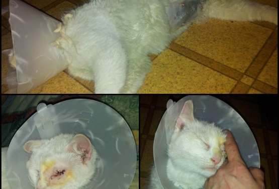 Dru&scaron;tvo mačja preja: Lindina zgodba