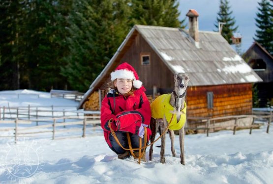 Nevarnosti, ki jih prina&scaron;a zima za na&scaron;e pse!