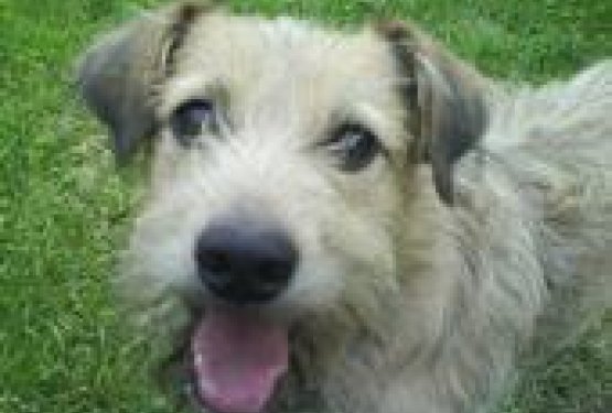 David: "pridi Brkec, grema domu"