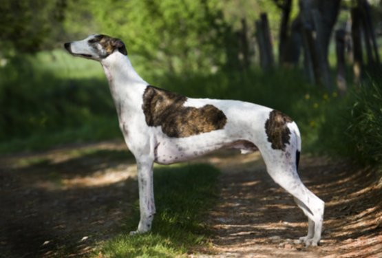 Greyhound &ndash; Veliki angle&scaron;ki hrt
