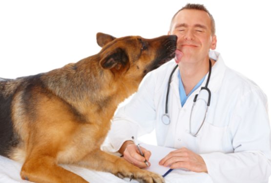 Zakaj tudi zdrav pes potrebuje veterinarja