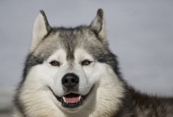 Ko upanje ne ugasne: zgodba psa, ki se je po petih mesecih vrnil domov