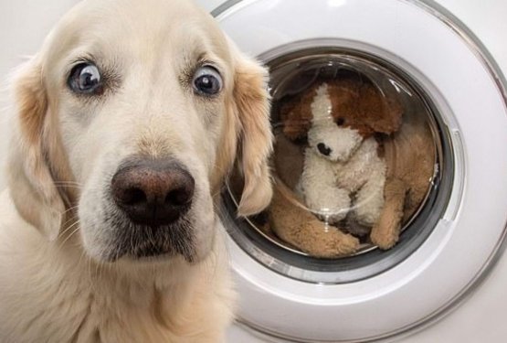 FOTO: Ko v pralnem stroju zagleda svojo igračo?!