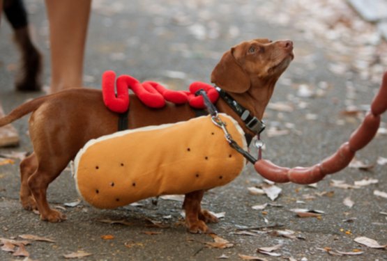 Zakaj se hot dog imenuje »vroči pes«?