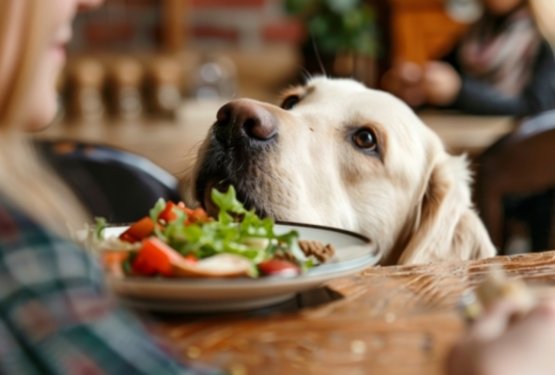 Hranite psa pravilno? Najpogostej&scaron;e napake, ki jih dela večina skrbnikov