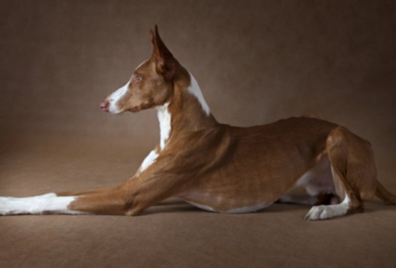 Ibi&scaron;ki pes (Podenco Ibicenco)