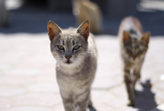 Mučili in pobili 42 mačk, za svoje dejanje niso nikoli odgovarjali!