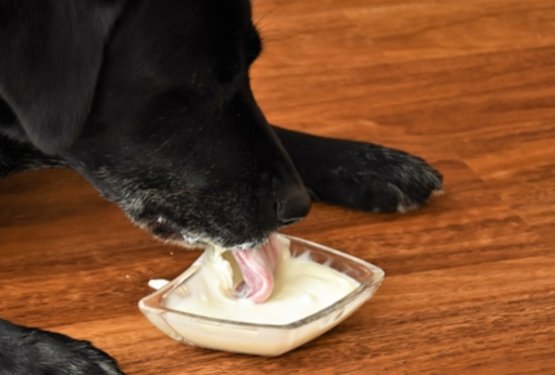 Ali je jogurt za pse koristen?