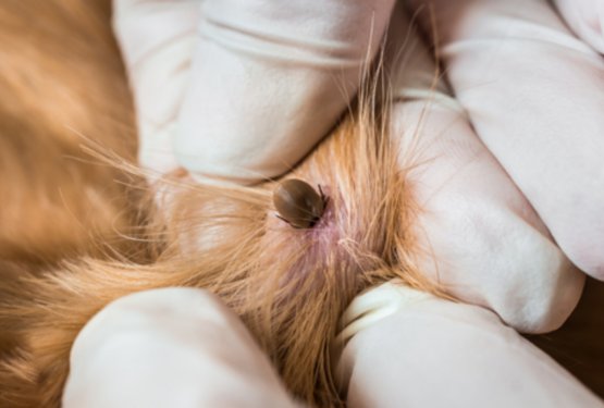 Klopi in psi: zakaj je hitra odstranitev tako pomembna?