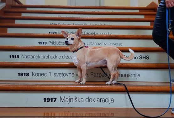 Dobra novica! V številne muzeje odslej dovoljeno v družbi psa!