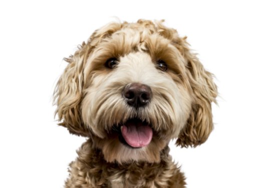 Labradoodle: pes, ki ni nastal zaradi mode, ampak zaradi potrebe