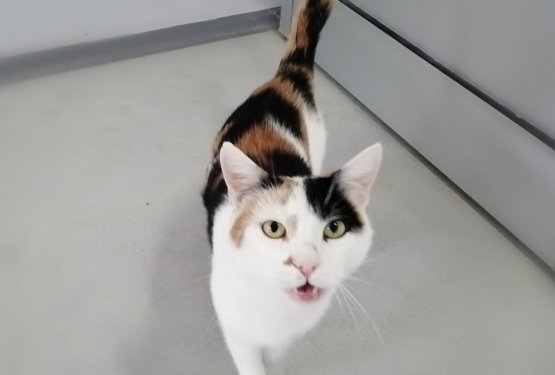 MUC TEDNA: Lili je pri&scaron;la v zaveti&scaron;če z nekaj tednov starimi mladički